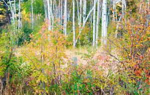 36  DG072G-White-Birch-along-Cottonwood-.jpg